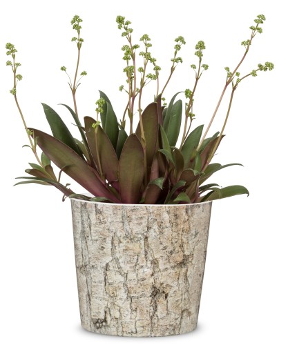 Scheurich Albero osłonka ceramiczna - kora drzewa.jpg