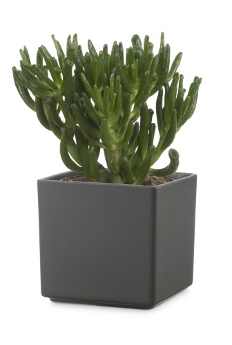 Ciemnoszara kwadratowa osłonka na doniczkę Scheurich sklep Łódź.jpg