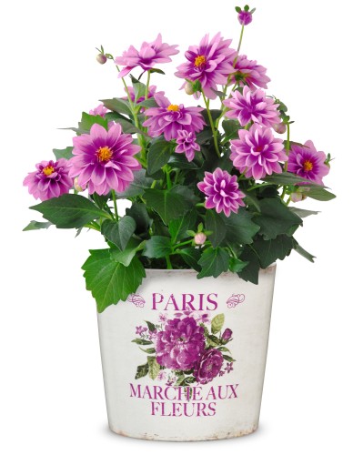 Ceramiczna osłonka na doniczkę Scheurich Paris Fleurs z różą shabby chic.jpg