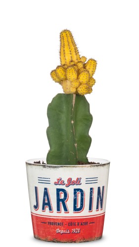 Scheurich Jardin osłonka ceramiczna Retro Garden kaktusy sukulenty.jpg