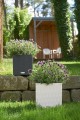 donice-ogrodowe-z-nawadnianiem-biale-antracytowe-lechuza-cube-cottage-30-i-40-lawenda-w-donicy.jpg