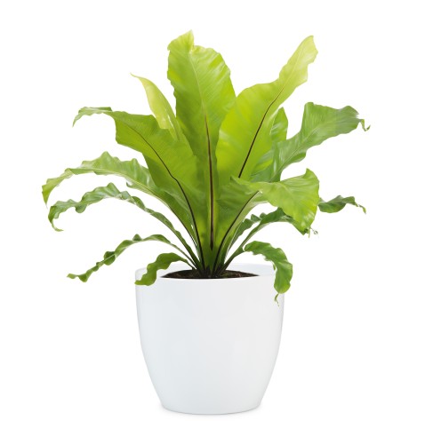 Bardzo elegancka i klasyczna osłonka na doniczkę w dużych rozmiarach Scheurich Alaska biała.jpg