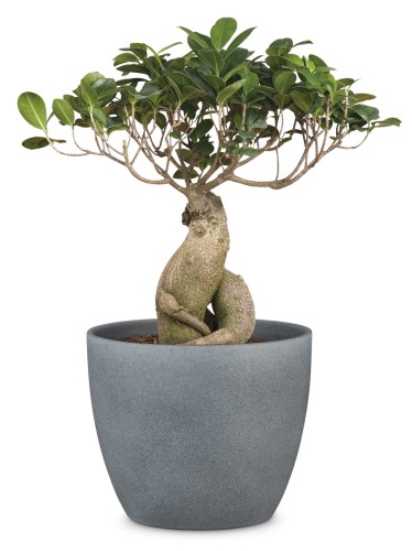 Ciemno szara osłonka na doniczkę kamień.jpg