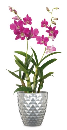 632 Crystal Metal Scheurich ceramiczna metaliczna osłonka do storczyka .jpg