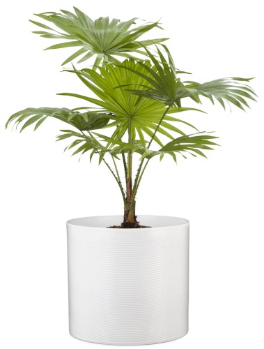 Duża osłonka ceramiczna Scheurich Panna biała Łódź.jpg