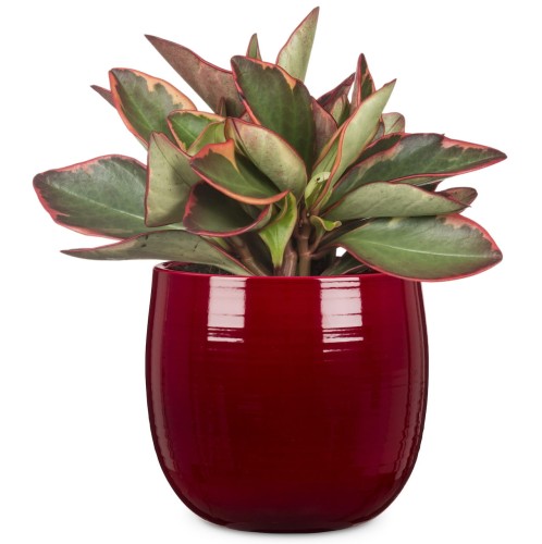 Bordowa osłonka ceramiczna na doniczkę.jpg