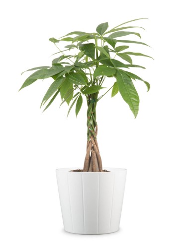 Biała osłonka na doniczkę duża ceramiczna sklep.jpg