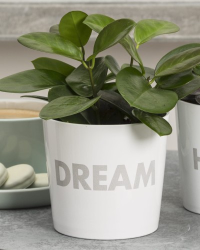 Biała osłonka na doniczkę DREAM na prezent.jpg