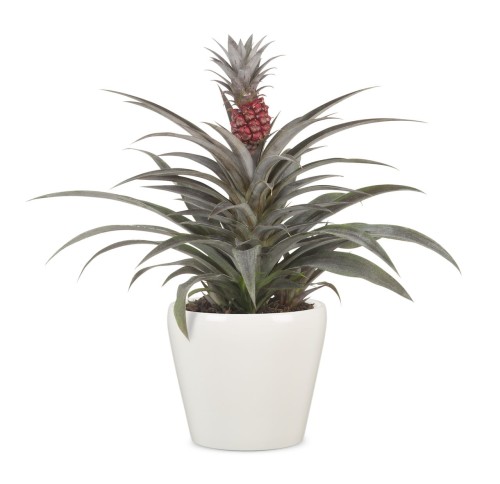 Scheurich Glossy Cream osłonki ceramiczne w kremowym kolorze sklep markowedonice.jpg