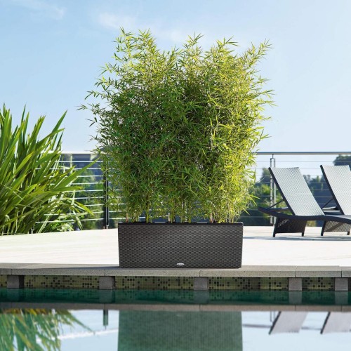 Trawy bambusy na tarasie aranżacje donica Lechuza Trio Cottage.jpeg