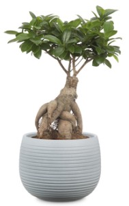 Okrągła osłonka na doniczkę 744 szara 16 Scheurich Grey Stone