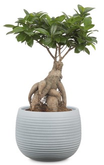 Scheurich osłonka Linara szary kamień.jpg