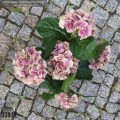 rozowa-hortensja-sztuczna-doniczce-sztuczne-rosliny-na-balkon-taras-do-ogrodu.png
