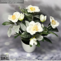 bialy-osniezony-ciemierni-sztuczny-zimowa-roza-w-doniczce.png
