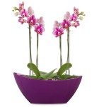 Fioletowa misa łódka Scheurich 230 Bright Lilac >>> osłonka na dwie doniczki