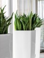 biale-donice-bardzo-wysokie-lechuza-cubico-alto-Sansevieria-fernwood.jpg