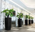bardzo-wysokie-waskie-czarne-nowoczesne-donice-lechuza-cubico-alto-premium-Alocasia.jpg