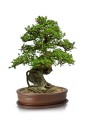 donice-do-bonsai-bonzai-ceramiczne-z-podstawka.jpg