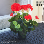 01 Czerwona pelargonia w doniczce >>> sztuczna roślina doniczkowa jak żywa