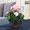 sztuczna-pastelowa-pelargonia-w-doniczce.png