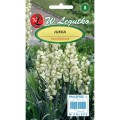 jukka-juka-yucca-nasiona-legutko.jpg