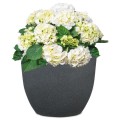 grafitowa-antracytowa-donica-ogrodowa-scheurich-padua-czarny-granit-hortensja-w-donicy.jpg