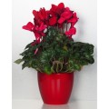 czerwona-oslonka-na-doniczke-scheurich-cyklamen.jpg