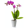 polnix-orchid-oslonka-ceramiczna-donica-do-storczyka.jpg