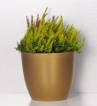 Złota doniczka ceramiczna osłonka Scheurich Gold wrzos.JPG