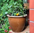 donica-ceramiczna-miodowa-polnix-glazed.jpg
