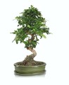 bonsai-donica-ceramika-z-podstawka-zielona-ponix.jpg