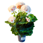 22 biało-różowa  pelargonia w doniczce >>> sztuczna roślina doniczkowa jak żywa