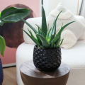 czarna-oslonka-piano-polnix-biuro-parapet-ananas-markowedonice.png