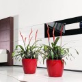 donice Lechuza Classico czerwone z nawadnianiem sklep.jpeg