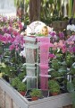 podporki-do-storczykow-orchidei-scheurich.jpg