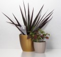 Złota doniczka ceramiczna Scheurich Gold plus mała osłonka Taupe.JPG
