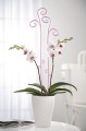 rozowe-podporki-do-storczykow-orchidei-scheurich-orchid-stick.jpg