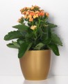 Złota doniczka ceramiczna osłonka Scheurich Kalanchoe.JPG