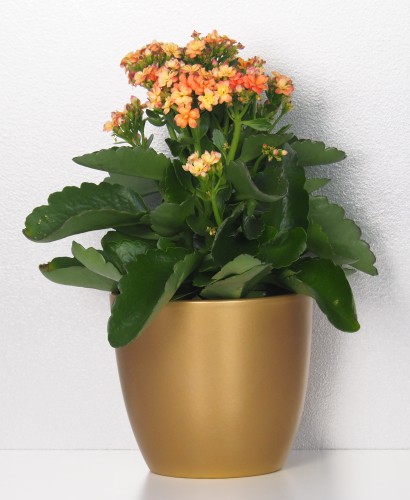 Złota doniczka ceramiczna osłonka Scheurich Kalanchoe.JPG