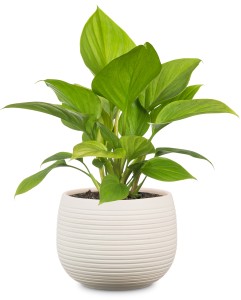 Okrągła osłonka na doniczkę 744 kremowa 18 Scheurich Cream Stone