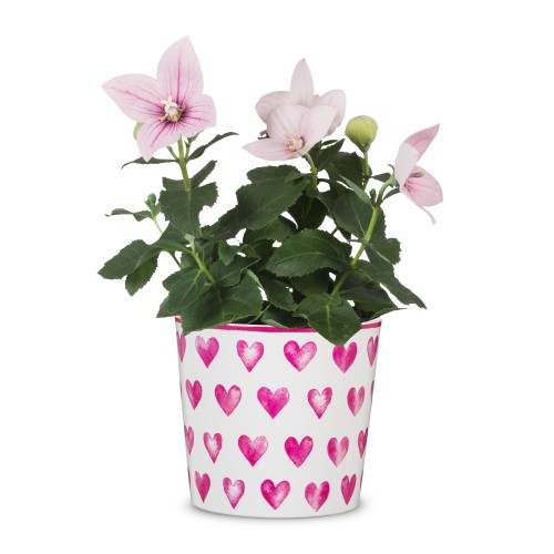 Scheurich ceramiczna osłonka na doniczkę Happy Heart w serduszka na prezent.jpg