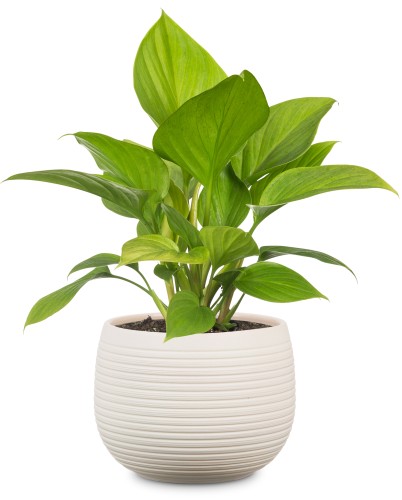 Okrągła osłonka ceramiczna doniczka kremowy kamień osłonki na doniczki sklep.jpg