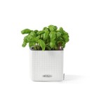 doniczka-na-ziola-do-kuchni-jadalni-lechuza-cube-color-bazylia.jpg