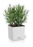 biala-doniczka-na-blat-parapet-z-nawadnianiem-lechuza-cube-color-rozmaryn.jpg