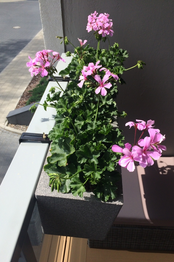 szara doniczka na balkon iQbana Luzern z uchwytami